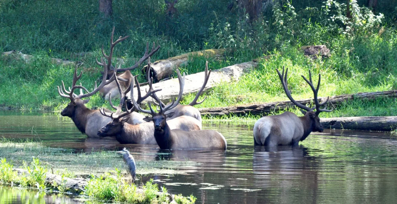 parc animalier à Annecy.png