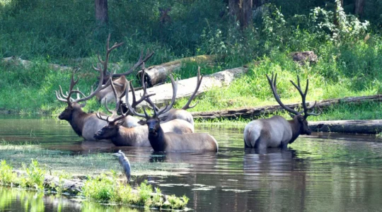parc animalier à Annecy.png